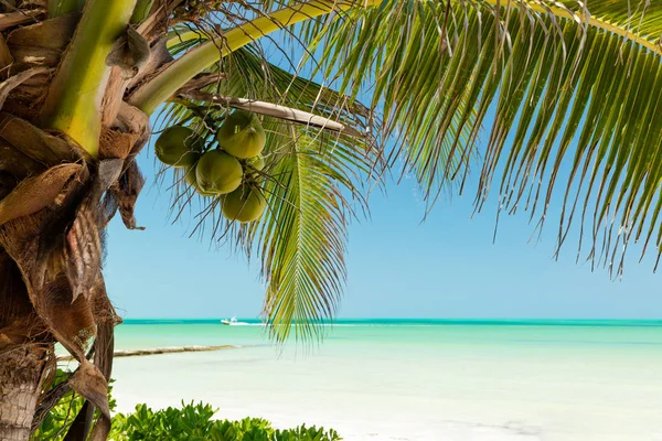 Tropical Beach Setting Isla Holbox Quintana Roo Mexico — стоковое фото