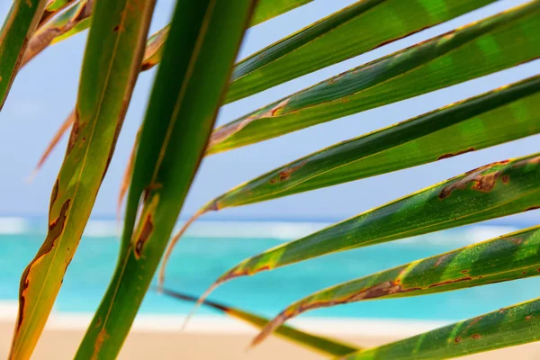 Close Palm Tree Leaves Sunny Beach — Stock Photo, Image