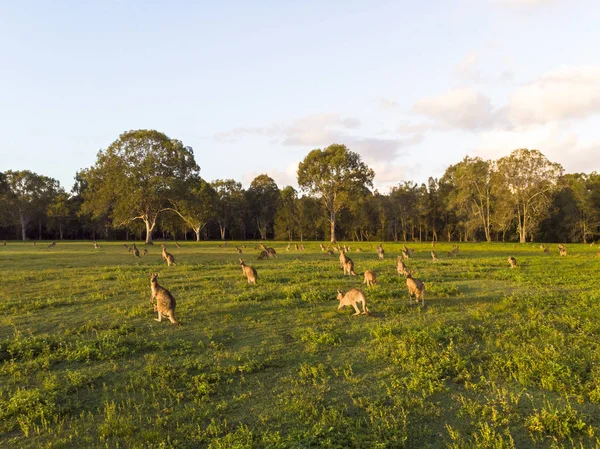 Kängurus im saftig grünen Feld bei Sonnenuntergang — Stockfoto