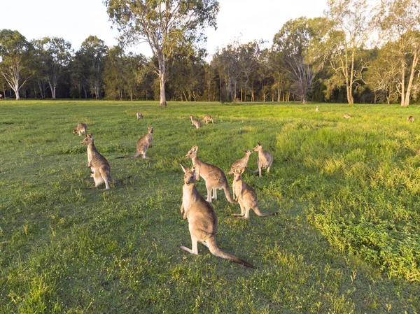 Kangaroos in lush green field at sunset — Stock Photo, Image
