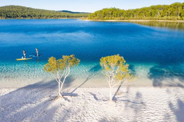 Couple stand up paddle boarding  on Lake Mckenzie, Fraser Island, Queensland, Australia clipart