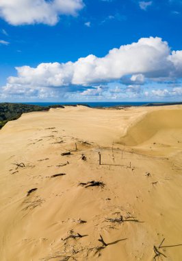 Fraser Adası, Queensland, Avustralya 'da kum tepeleri üzerinde ölü ağaçlar.