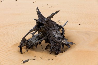 Fraser Adası, Queensland, Avustralya 'da kum tepeleri üzerinde ölü ağaçlar.