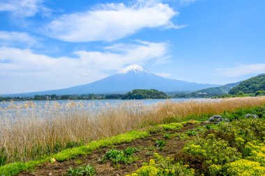 Fuji Dağı'nın görünümü Oishi Park, Lake Kawaguchiko kuzey kıyısında, Yamanashi Japonya