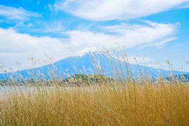 Fuji Dağı'nın görünümü Oishi Park, Lake Kawaguchiko kuzey kıyısında, Yamanashi Japonya