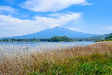 Fuji Dağı'nın görünümü Oishi Park, Lake Kawaguchiko kuzey kıyısında, Yamanashi Japonya