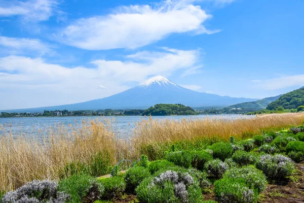 Vista Del Monte Fuji Desde Parque Oishi Costa Norte Del — Foto de Stock