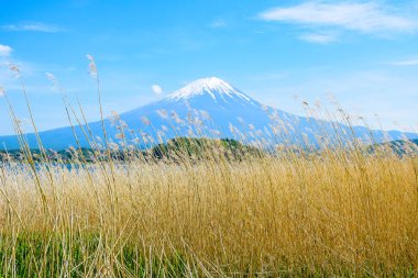 Fuji Dağı'nın görünümü Oishi Park, Lake Kawaguchiko kuzey kıyısında, Yamanashi Japonya