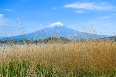 Fuji Dağı'nın görünümü Oishi Park, Lake Kawaguchiko kuzey kıyısında, Yamanashi Japonya