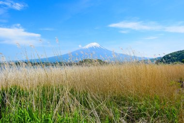 Fuji Dağı'nın görünümü Oishi Park, Lake Kawaguchiko kuzey kıyısında, Yamanashi Japonya