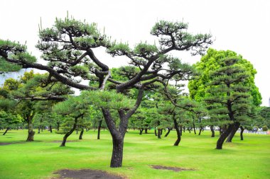 Imperial Palace, Tokyo, Japonya önünde yeşil ağaçları ile dolu bir park