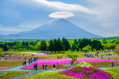 FUJIKAWAGUCHIKO, YAMANASHI JAPAN: Fuji Shibazakura (yosun phlox) Japonya 'nın Kawaguchiko kentindeki renkli çiçek tarlasının arkasındaki Fuji Manzarası