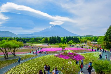 FUJIKAWAGUCHIKO, YAMANASHI JAPAN: Fuji Shibazakura (yosun phlox) Japonya 'nın Kawaguchiko kentindeki renkli çiçek tarlasının arkasındaki Fuji Manzarası