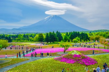 FUJIKAWAGUCHIKO, YAMANASHI JAPAN: Fuji Shibazakura (yosun phlox) Japonya 'nın Kawaguchiko kentindeki renkli çiçek tarlasının arkasındaki Fuji Manzarası