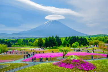 FUJIKAWAGUCHIKO, YAMANASHI JAPAN: Fuji Shibazakura (yosun phlox) Japonya 'nın Kawaguchiko kentindeki renkli çiçek tarlasının arkasındaki Fuji Manzarası