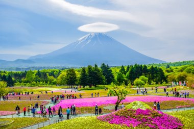FUJIKAWAGUCHIKO, YAMANASHI JAPAN: Fuji Shibazakura (yosun phlox) Japonya 'nın Kawaguchiko kentindeki renkli çiçek tarlasının arkasındaki Fuji Manzarası