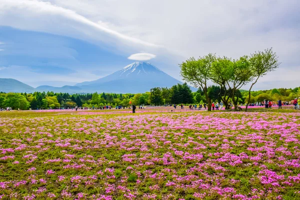 Fujikawaguchiko Yamanashi Japan Mount Fuji View Colorful Flower Field Fuji — Stock Photo, Image