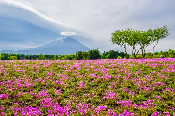 Monte Fuji Vista Detrás Colorido Campo Flores Fuji Shibazakura Flex — Foto de Stock