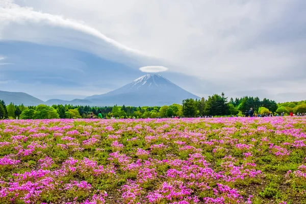 Fujikawaguchiko Yamanashi Japan Mount Fuji View Colorful Flower Field Fuji — Stock Photo, Image