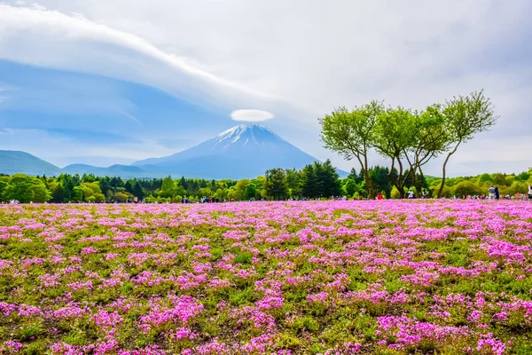 Fujikawaguchiko Yamanashi Japan Mount Fuji View Colorful Flower Field Fuji — Stock Photo, Image