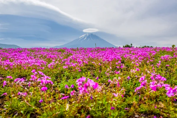 Monte Fuji Vista Detrás Colorido Campo Flores Fuji Shibazakura Flex — Foto de Stock