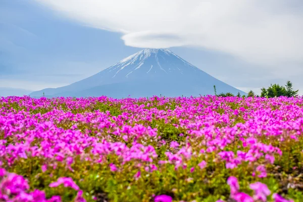 Monte Fuji Vista Detrás Colorido Campo Flores Fuji Shibazakura Flex — Foto de Stock