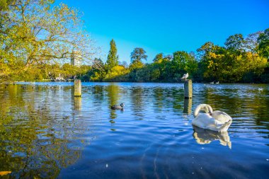 Güzel manzaralı serpantin göl Hyde Park, London, Büyük Britanya 