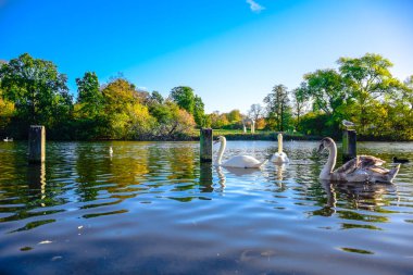 Hyde Park, London, Büyük Britanya serpantin gölde yüzme kuğu 