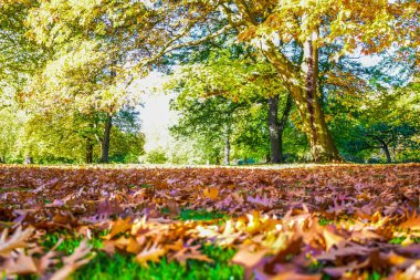 Güzel manzara renkli ağaç ve sonbahar mevsiminde yapraklar Hyde Park, London, Büyük Britanya