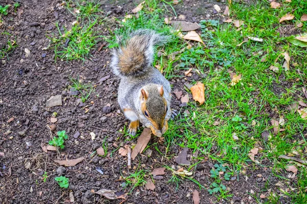 Esquilo Bonito Correndo Comendo James Park Londres Inglaterra Reino Unido — Fotografia de Stock