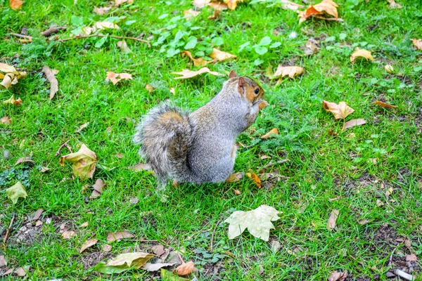 Esquilo Bonito Correndo Comendo James Park Londres Inglaterra Reino Unido — Fotografia de Stock