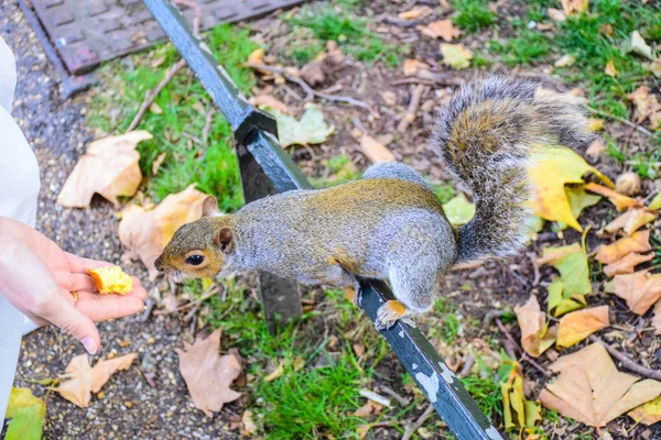 Niedliches Eichhörnchen Läuft Herum Und Isst Park Von James London — Stockfoto