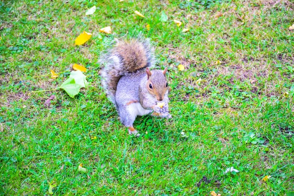 Esquilo Bonito Correndo Comendo James Park Londres Inglaterra Reino Unido — Fotografia de Stock