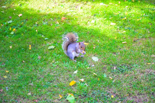 Esquilo Bonito Correndo Comendo James Park Londres Inglaterra Reino Unido — Fotografia de Stock