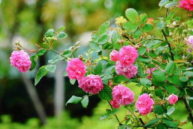 Bahar sırasında yeşil doğal bahçede çiçek pembe gül çiçek sezon zaman