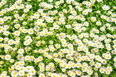 Beyaz petal papatya veya papatya çiçek çiçek açan, papatya gibi çiçeği Bahar sırasında zaman sezon