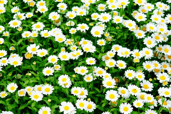 Blooming White Petal Chamomile Camomile Flowers Daisy Blossom Spring Time — Stock Photo, Image