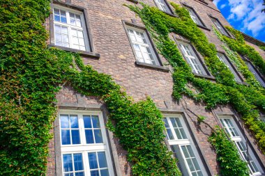 Polonya, Krakow 'daki Wawel Kalesi Kompleksi' ndeki Wawel Kraliyet Kalesi Sergi ve Konferans Merkezi binasının duvarını saran yeşil sarmaşık ağaçları.