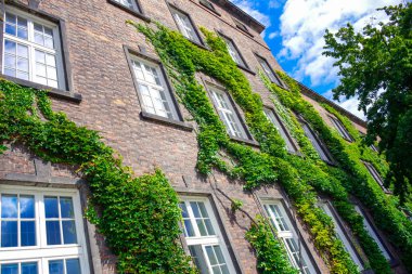 Polonya, Krakow 'daki Wawel Kalesi Kompleksi' ndeki Wawel Kraliyet Kalesi Sergi ve Konferans Merkezi binasının duvarını saran yeşil sarmaşık ağaçları.