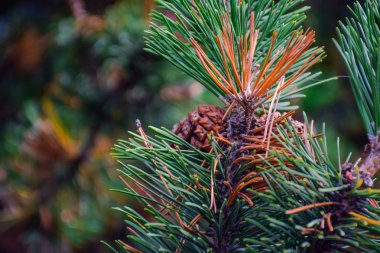 Yeşil çam ağacı dalları üzerinde güzel bir kozalak (conifer konisi), çok popüler bir Noel süslemesi.