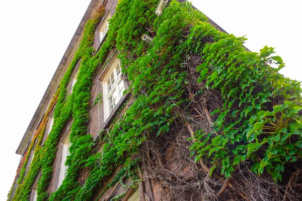 Green Ivy Trees Covered Wall Wawel Royal Castle Exhibition Conference — Stock Photo, Image