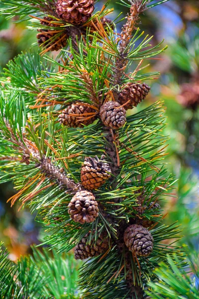 Beautiful brown pine cone (Conifer cone) on green pine tree branches, a very popular Christmas decoration