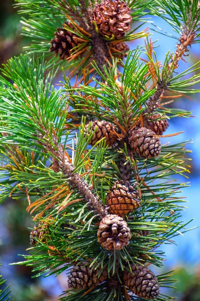 Beautiful brown pine cone (Conifer cone) on green pine tree branches, a very popular Christmas decoration