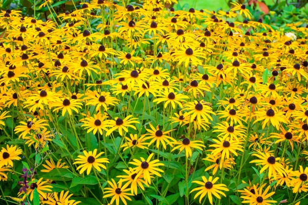 Field African Yellow Daisy Green Leaves Osteospermum Garden Royalty Free Stock Images