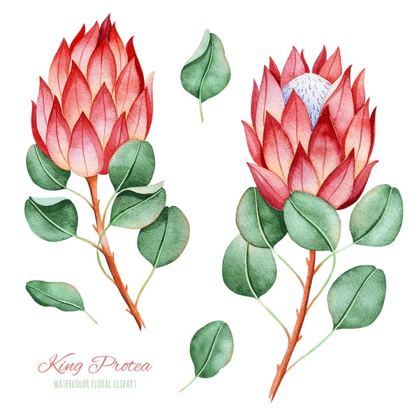 Coleção Pintada Mão Com Protea Rei Aquarela Folhas Clipart Adorável — Fotografia de Stock