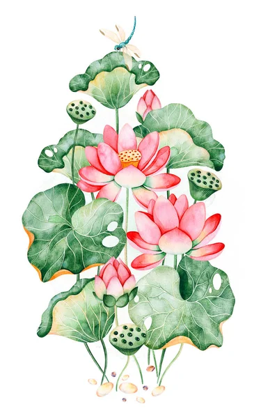 Lotus flowers, leaves and dragonfly, watercolor illustration