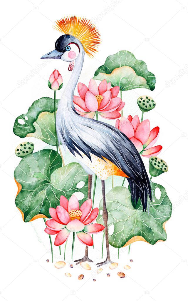 Lotus flowers and black crowned crane on white background