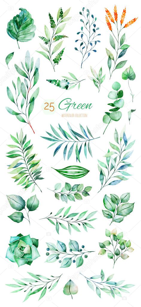 set of green leaves on white background, watercolor illustration