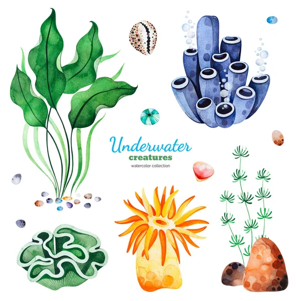 Watercolor Collection Underwater Creatures White Background — Stock Photo, Image