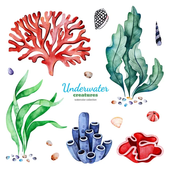 Watercolor Collection Underwater Creatures White Background — Stock Photo, Image